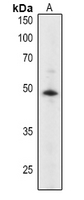 1 - Anti-ABI2 Antibody AP54151