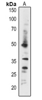 1 - Anti-ABI5 Antibody AP54152