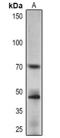 1 - Anti-APRR1 Antibody AP54154