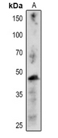 1 - Anti-CFBP1 Antibody AP54156