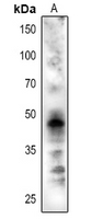 1 - Anti-CRD1 Antibody AP54157
