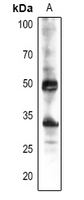 1 - Anti-CYP38 Antibody AP54159