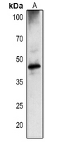 1 - Anti-DEGP1 Antibody AP54160