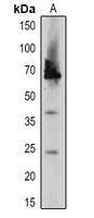 1 - Anti-DEGP2 Antibody AP54161