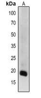1 - Anti-GDH1/2/3 Antibody AP54163