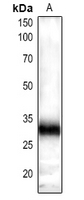 1 - Anti-GRF-pan Antibody AP54164