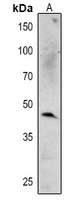 1 - Anti-MPK6 Antibody AP54167