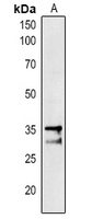 1 - Anti-PAP1 Antibody AP54168