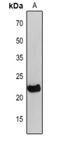 1 - Anti-petC Antibody AP54169