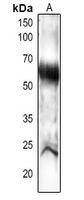 1 - Anti-PEX14 Antibody AP54170
