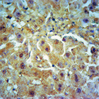 19 - Anti-Collagen 10 alpha 1 Antibody AP54177
