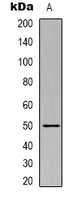 1 - Anti-Beta1-tubulin Antibody AP59465