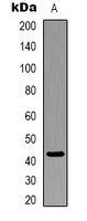 1 - Anti-Beta-actin Antibody AP59466