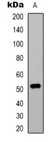 1 - Anti-Alpha-tubulin Antibody AP59467