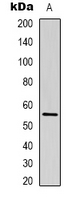 1 - Anti-Beta-tubulin Antibody AP59468