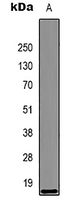 1 - Anti-Histone H3 Antibody AP59469