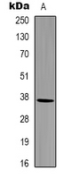 1 - Anti-GAPDH Antibody AP59470