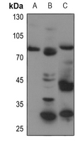 1 - Anti-ABCB7 Antibody AP59471