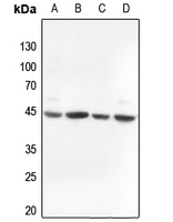 1 - Anti-Alpha-actin-3 Antibody AP59473