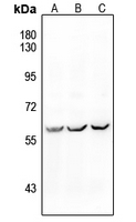 1 - Anti-ALK1 Antibody AP59475