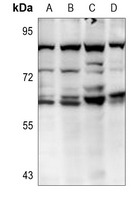 1 - Anti-AKT2 Antibody AP59478