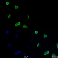 3 - Anti-CD13 Antibody AP59480