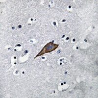 19 - Anti-CD13 Antibody AP59480