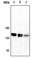 1 - Anti-CD13 Antibody AP59480