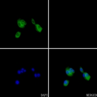 3 - Anti-ARF6 Antibody AP59481