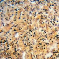 19 - Anti-ARF6 Antibody AP59481