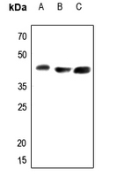 1 - Anti-Arginase 2 Antibody [KO/KD Validated] AP59482