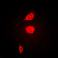 3 - Anti-ATF1 Antibody AP59483