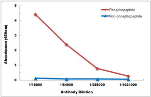 10 - Anti-BCL2 (Phospho-T69) Antibody AP59485