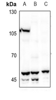 1 - Anti-BMP3 Antibody AP59486