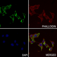 3 - Anti-BMP3A Antibody AP59487