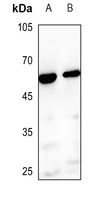 1 - Anti-BMP3A Antibody AP59487