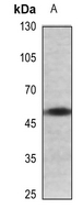 1 - Anti-BMP7 Antibody AP59488