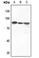 1 - Anti-B-RAF Antibody AP59489
