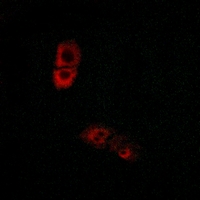 3 - Anti-BRS3 Antibody AP59490