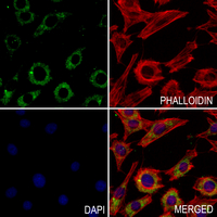 3 - Anti-BST2 Antibody AP59491