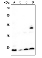 1 - Anti-BST2 Antibody AP59491