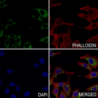3 - Anti-Probetacellulin Antibody AP59492