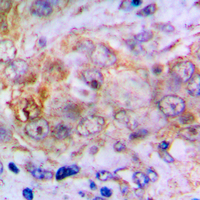 19 - Anti-Carbonic Anhydrase 2 Antibody AP59493