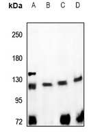 1 - Anti-CD167a Antibody AP59495