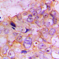 19 - Anti-Caspase 7 Antibody AP59499