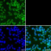 3 - Anti-Caspase 8 (Phospho-Y380) Antibody AP59500