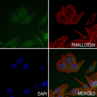 3 - Anti-RUNX3 Antibody AP59501