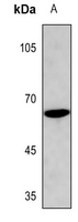 1 - Anti-Cyclin B1 (Phospho-S126) Antibody AP59502