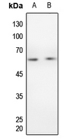 1 - Anti-Cyclin B1 Antibody [KO/KD Validated] AP59503