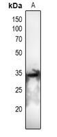 1 - Anti-CDC2 (Phospho-T161) Antibody AP59504